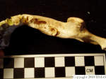 L_V20d5025 A16.96 R814 lR ta mandible